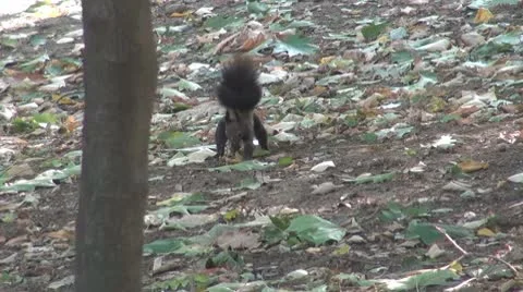 Beautiful squirrel Stock Footage 8955930