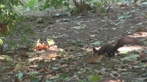 Beautiful squirrel Stock Footage 8955985