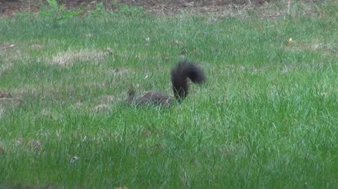 Beautiful squirrel Stock Footage 8955999