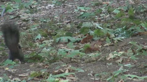 Beautiful squirrel Stock Footage 8956615