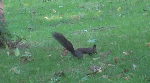 Beautiful squirrel Stock Footage 8956724