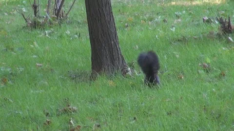 Beautiful squirrel Stock Footage 8956912