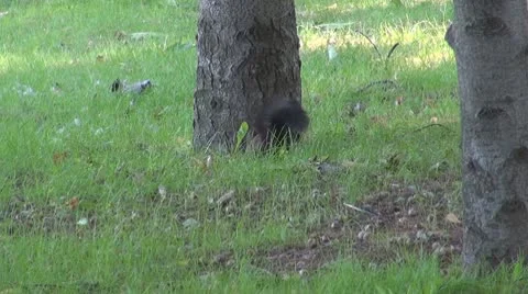 Beautiful squirrel Stock Footage 8958199