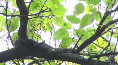 Beautiful squirrel Stock Footage 8959865