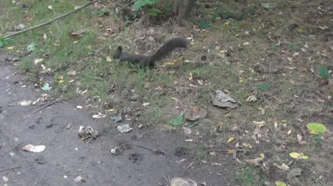 Beautiful squirrel Stock Footage 8960212