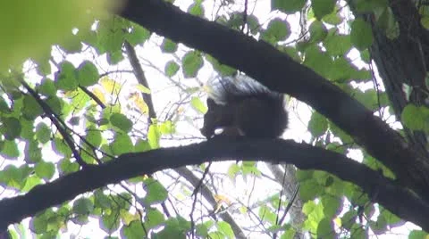 Beautiful squirrel Stock Footage 8960445