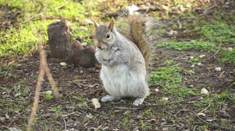 Beautiful squirrel Stock Footage 48344350