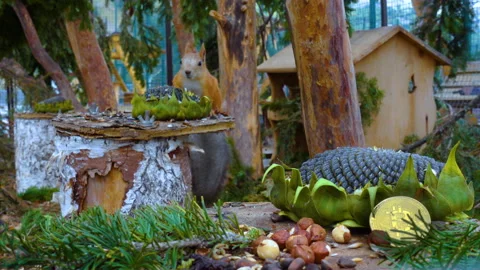 Beautiful squirrel gnawing on a nut about the gold of bitcoin Stock Footage 97736886