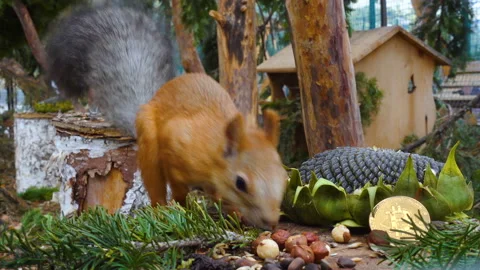 Beautiful squirrel gnawing on a nut about the gold of bitcoin Video stock 97737013