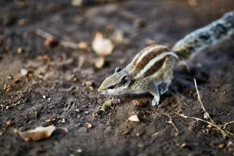 Beautiful squirrel looking for nuts on ground Stock Photos