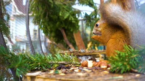 Beautiful squirrel nibbles a nut in the cage and jumps Stock Footage 97736599