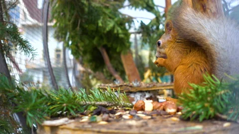 Beautiful squirrel nibbles a nut in the cage and jumps Stock Footage 97736614