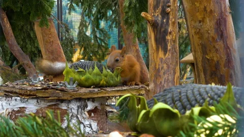 Beautiful squirrel nibbles a nut in the cage and jumps Stock Footage 97736662