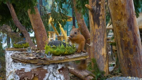 Beautiful squirrel nibbles a nut in the cage and jumps Stock Footage 97736732