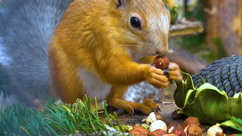 Beautiful squirrel nibbles a nut in the cage and jumps Stock Footage 97736929