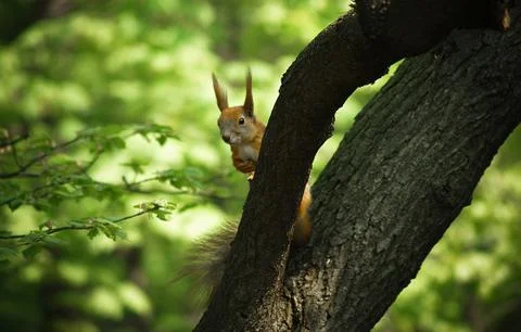 Beautiful squirrel peeps from behind a tree Stock Photos