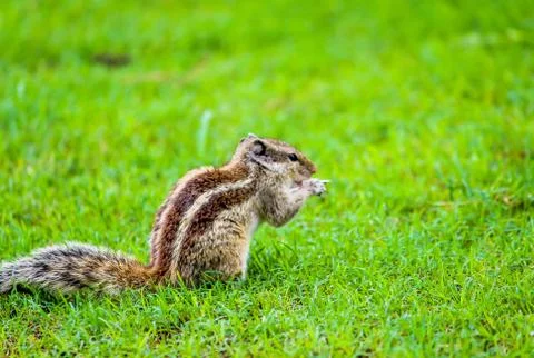 Beautiful squirrel Stock Photos