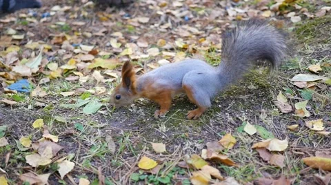 Beautiful squirrel running in the Park Vidéo 68372787