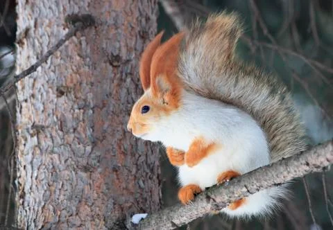 Beautiful squirrel sits on a pine tree. Stock Photos