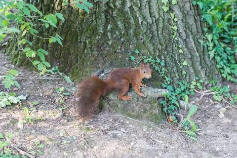 Beautiful squirrel sitting at tree trunk hiding nut in hide. Wildlife mammal  Stock Photos