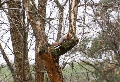 Beautiful squirrel on a tree in a forest park Stock Photos