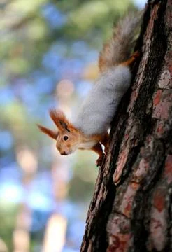 Beautiful squirrel on a tree Stock Photos
