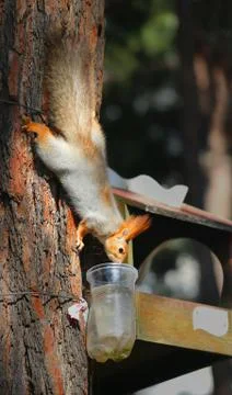 Beautiful squirrel on a tree Stock Photos