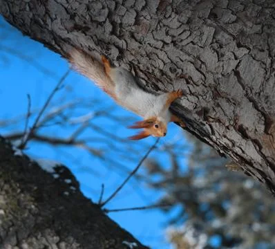Beautiful squirrel on a tree Stock Photos