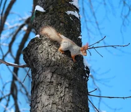 Beautiful squirrel on a tree Stock Photos