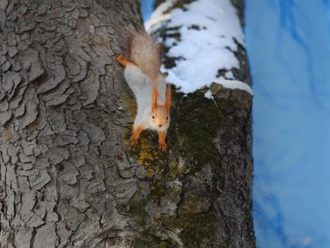 Beautiful squirrel on a tree Stock Photos