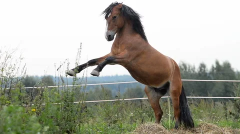 Beautiful stallion Stock Footage 66757200