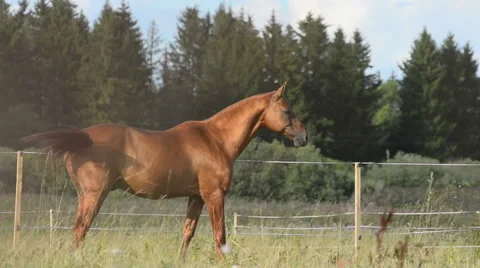Beautiful stallion grazing Stock Footage 54047414