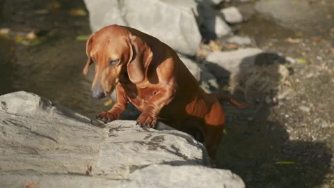 Beautiful standard dachshund in nature Stock Footage 252123178
