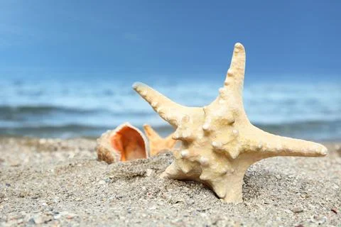 Beautiful starfish and shells on sand near sea. Beach objects Stock Photos