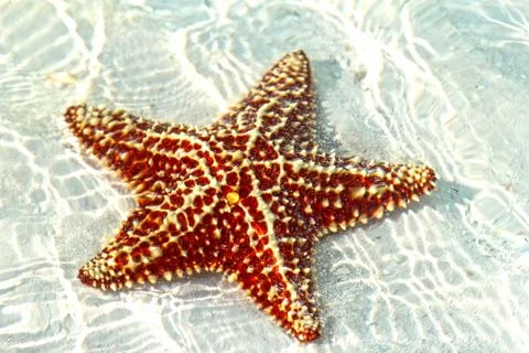 Beautiful starfish Foto stock