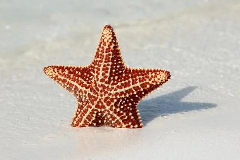 Beautiful starfish Stock Photos