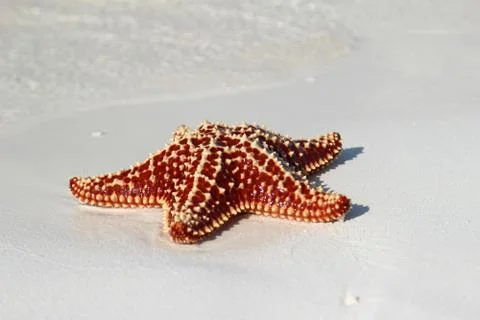 Beautiful starfish Stock Photos