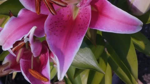 Beautiful Stargazer Lily Stock Footage 11945541