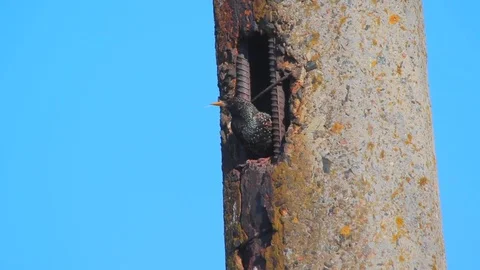 Beautiful starling at a nest against blue sky. Video with natural audio sound Stock Footage