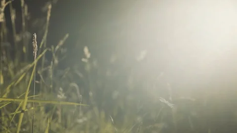 Beautiful static shot of grass in a meadow with light breeze and bright sun. Video stock 113113634