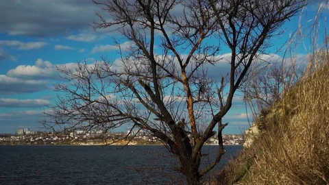 Beautiful steady view on old tree growing on river beach with white clouds Stock Footage 107335215