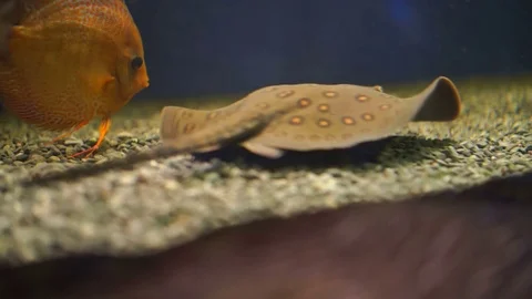 Beautiful stingray aquarium Stock Footage 75732862