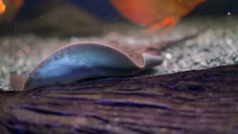 Beautiful stingray aquarium Video stock 75733002