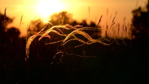 Beautiful stipa in the sunset light Stock Footage 76491502