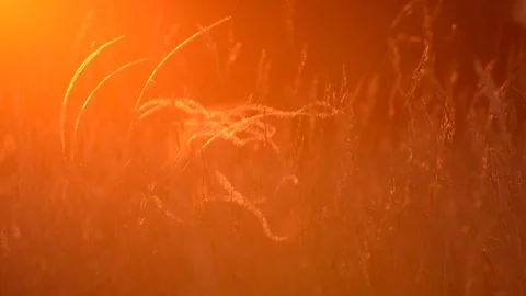 Beautiful stipa in the sunset light Stock Footage 76494180
