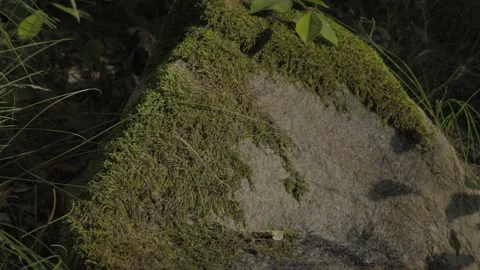 Beautiful stone in the rays of the sunset sun covered with moss. Stock Footage 252112376