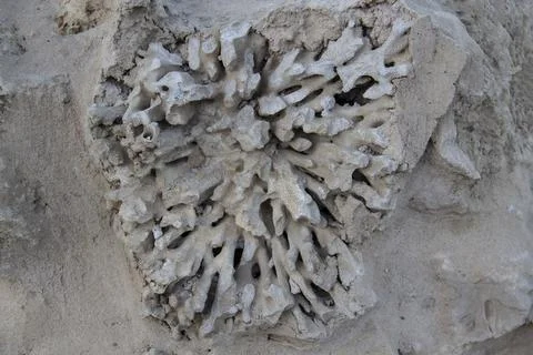 Beautiful stones texture from natural material. The dried and petrified coral 写真素材