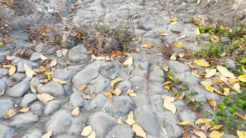 Beautiful stony road in the forest 스톡 동영상 220613295