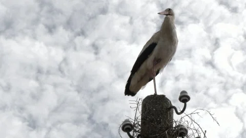 A beautiful stork and passing clouds Stock Footage 236719238
