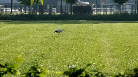 Beautiful stork eats worms in the green meadow. Video stock 170224866
